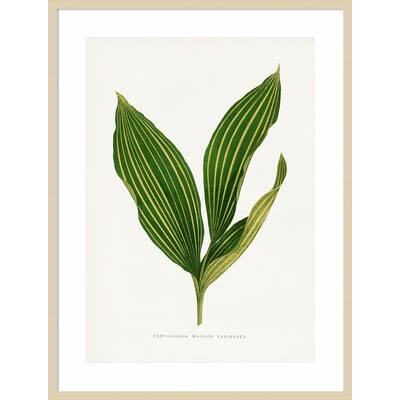 Lily of the Valley Leaf Illustration by Pictufy Wood Framed Wall Art Print - Svelte Natural