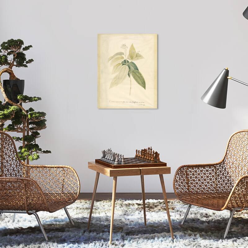 Wynwood Studio Canvas Floral and Botanical Cinnamomum Green and Antique White Traditional Wall Art Canvas Print - 16 x 20