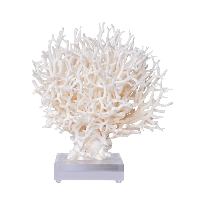 Birdsnest Coral 8-10 Inch On Acrylic Base