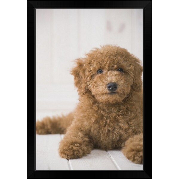 "Poodle Lying Down" Black Framed Print