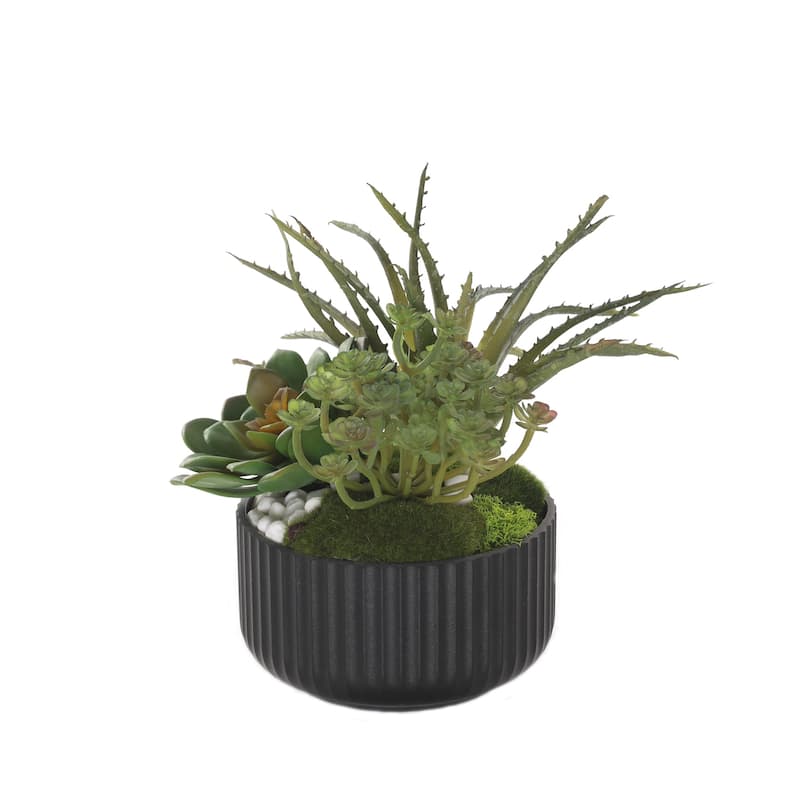 Succulent Arrangement with White Rocks Moss in Black Pot - Green