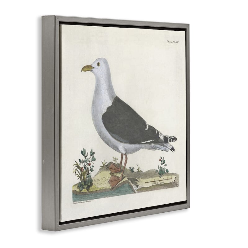 Stupell Vintage Seagull Study Diagram Framed Floater Canvas Wall Art Design By Phillipa Katz