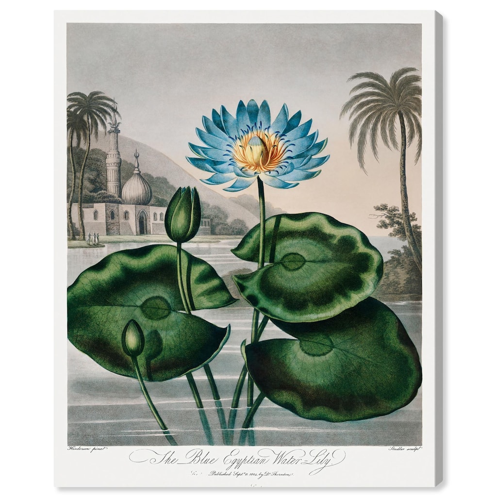 Blue Egyptian Water-Lily Canvas by Art Remedy, Gallery Wrapped