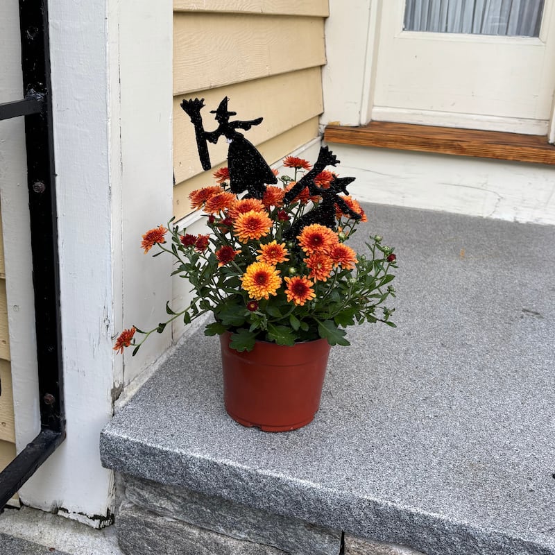 Halloween Foam Spiders & Witches on 6" Floral Pick, Set of 6 - Multi