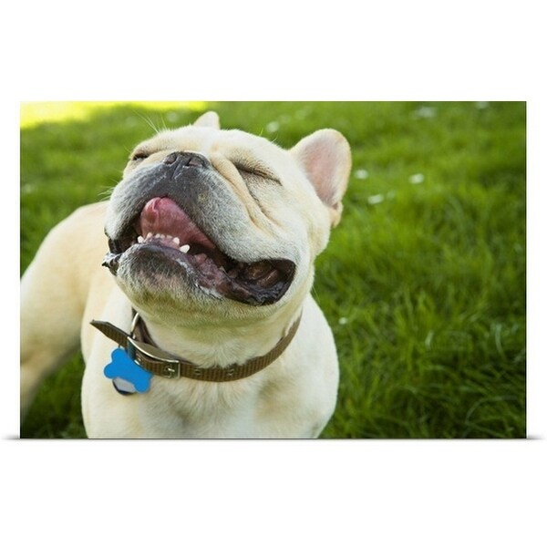 "French Bulldog" Poster Print