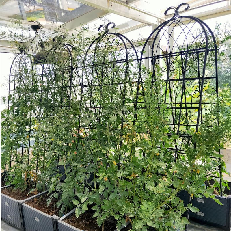 4 Pack Metal Garden Trellis for Climbing Plants Outdoor Rustproof Plant Support Rose Trellis Netting Trellis Black