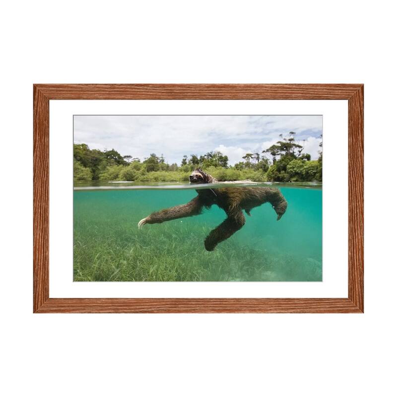 iCanvas "Pygmy Three-Toed Sloth Swimming In Mangrove Forest, Isla Escudo De Veraguas, Panama" by Suzi Eszterhas - Walnut - 24x32x1