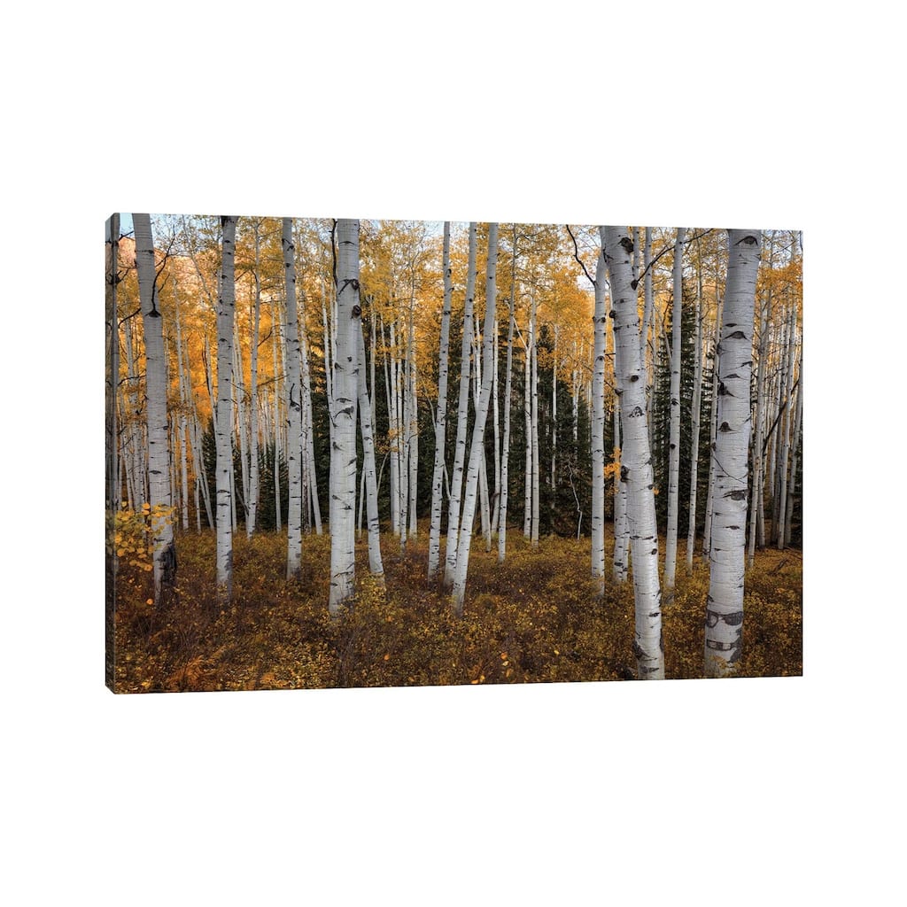 iCanvas "Aspen Forest In Autumn" by Bill Sherrell Canvas Print