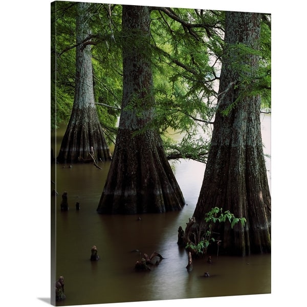 Shop Bald Cypress Trees Taxodium Distichum In Lake Bolivar Close Up Mississippi Canvas Wall Art Overstock 16884362