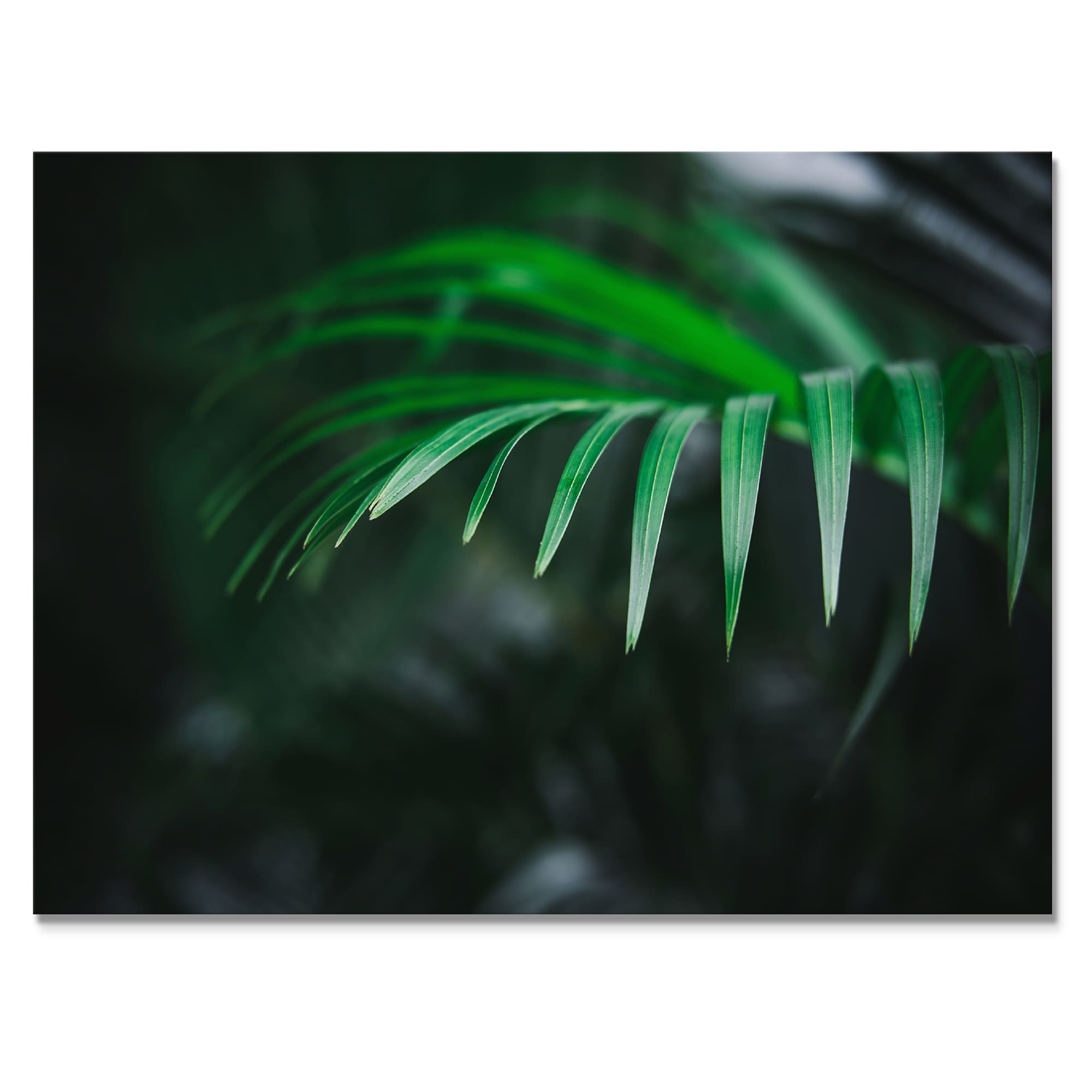 Designart "Dark Green Fern Leaf On Black VII" Tropical