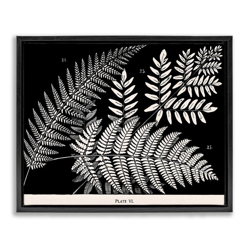 Stupell Fern Varieties on Black Framed Floater Canvas Wall Art Design By Phillipa Katz - 21 x 17 - Black