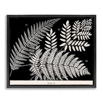 Stupell Fern Varieties on Black Framed Floater Canvas Wall Art Design By Phillipa Katz