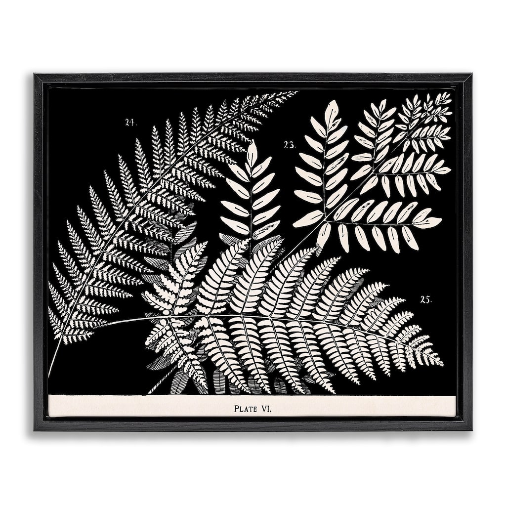 Stupell Fern Varieties on Black Framed Floater Canvas Wall Art Design By Phillipa Katz