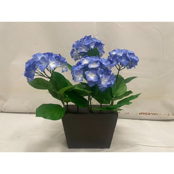 buy jade plants Buy Portulacaria Afra