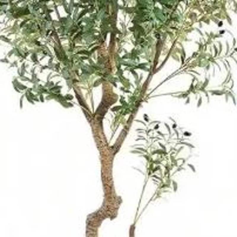 HomeRoots 87" Green Artificial Olive Tree in a Black Pot - 8.27 in. x 86.61 in. x 8.27 in.