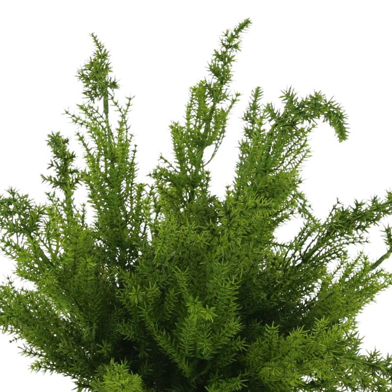 Cedar Arranged in Fiberstone Pot - Green