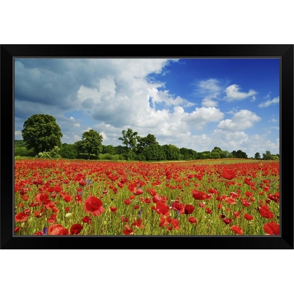 "Corn Poppies in Meadow" Black Framed Print