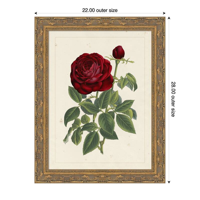 Van Houtteano Rose No. 2 Wood Framed Wall Art Print - 22 x 28 in - Gold