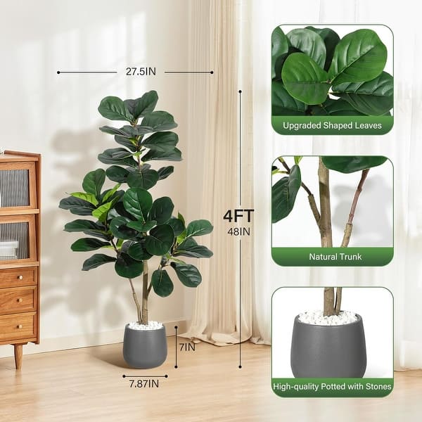 where to buy lucky bamboo plant Dracaena