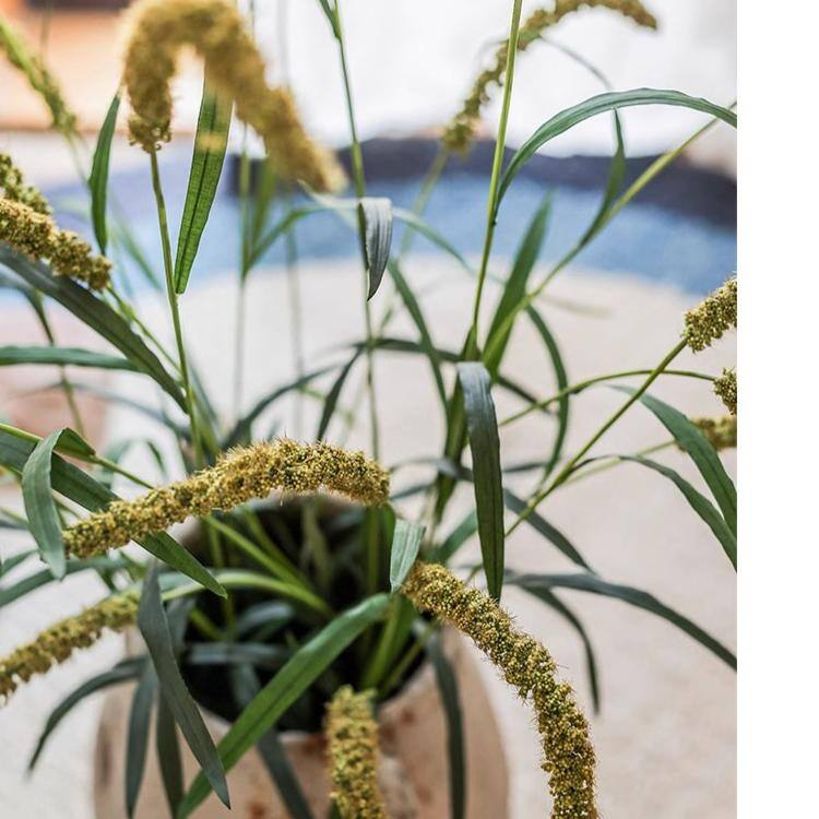 RusticReach Three-Headed Dogtail Grass Stem 39" Tall
