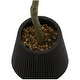 preview thumbnail 4 of 3, Green Faux Foliage Eucalyptus Artificial Tree with Realistic Leaves and Black Porcelain Pot