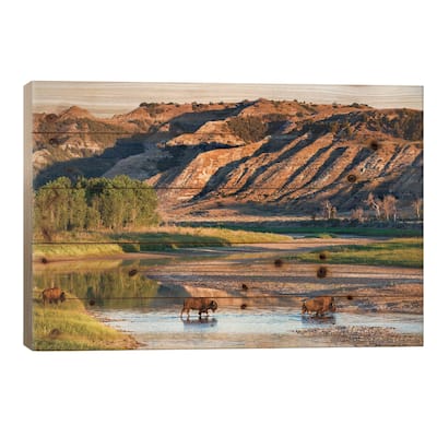Group Of Roaming Bison, Little Missouri River, Theodore Roosevelt National Park, North Dakota, USA Print On Wood by Chuck Haney