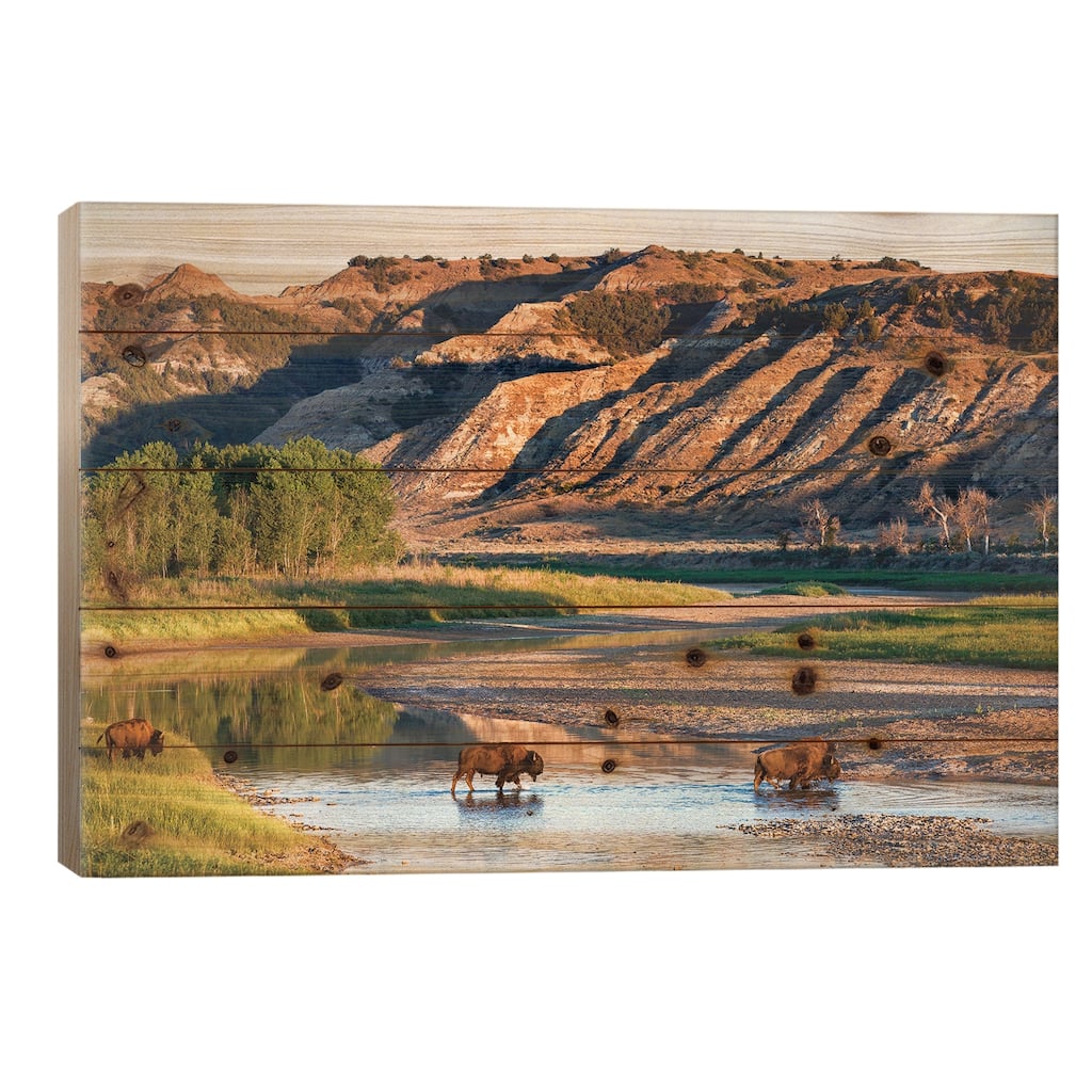 Group Of Roaming Bison, Little Missouri River, Theodore Roosevelt National Park, North Dakota, USA Print On Wood by Chuck Haney