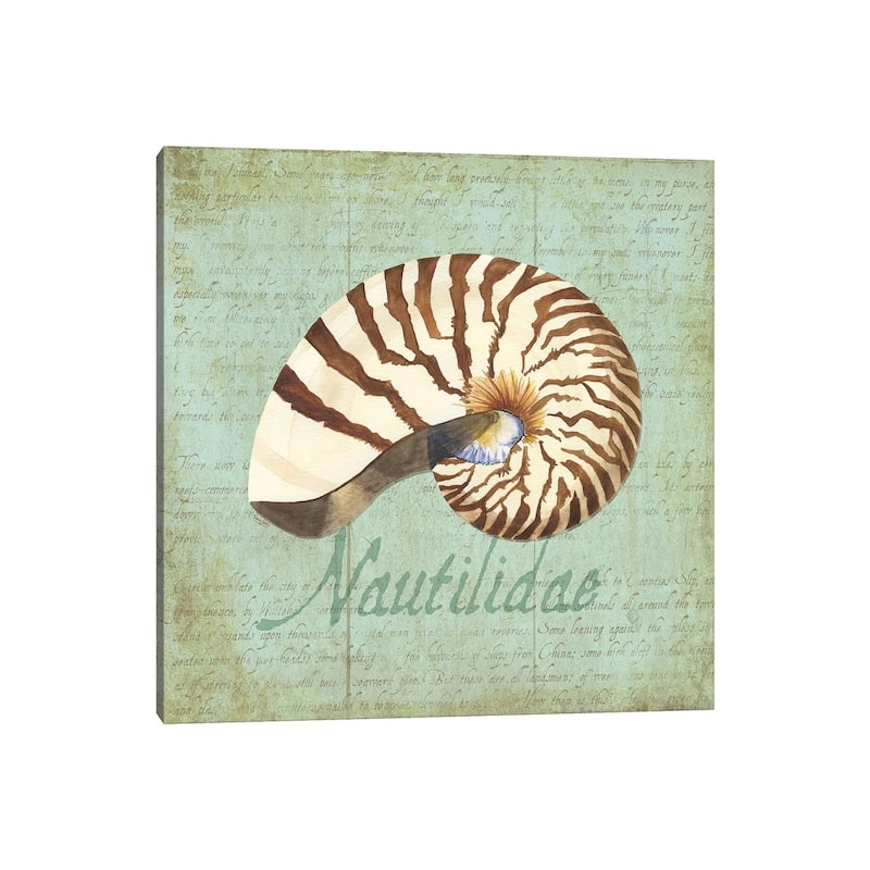 iCanvas "Oceanum Shells Green III" by Tara Reed Canvas Print
