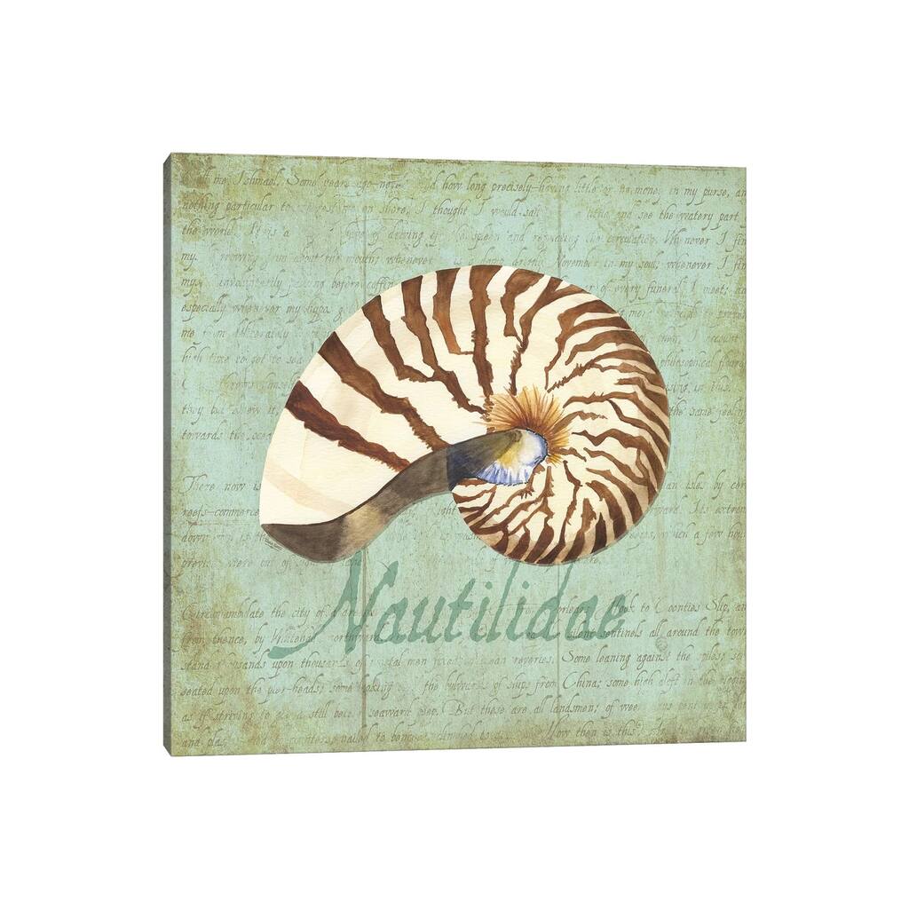 iCanvas "Oceanum Shells Green III" by Tara Reed Canvas Print