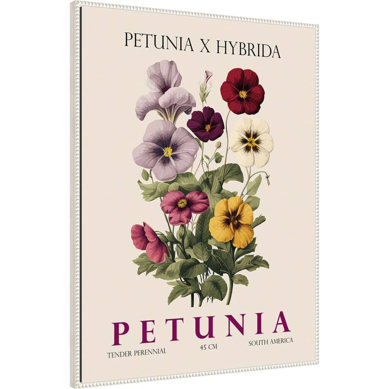 Vintage Botanical Petunia Illustration by Christopher Giampietro Framed Canvas Wall Art Print
