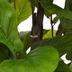 preview thumbnail 8 of 7, Christopher Knight Home - Elegant 51" Artificial Fiddle Leaf Fig Tree with Pot, Perfect for Home Interiors - Wood