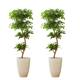Option 2PK 5ft Faux Ficus