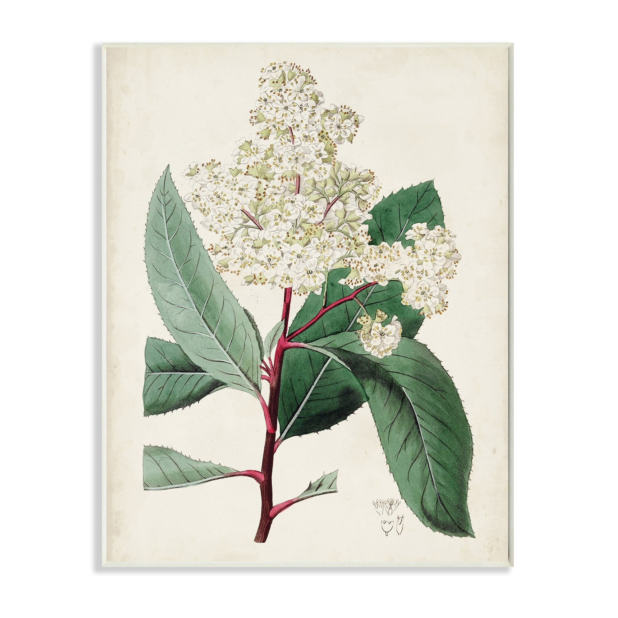 Stupell Vintage Garden Study Red Stem Floral Plant Wood Wall-image