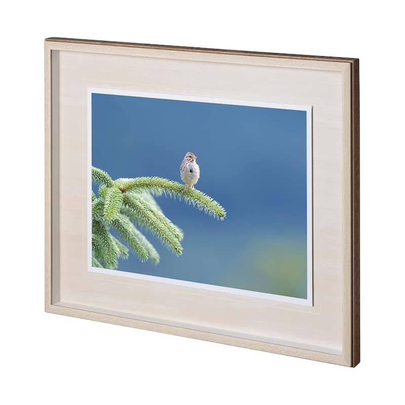 Avian II Framed Art Print