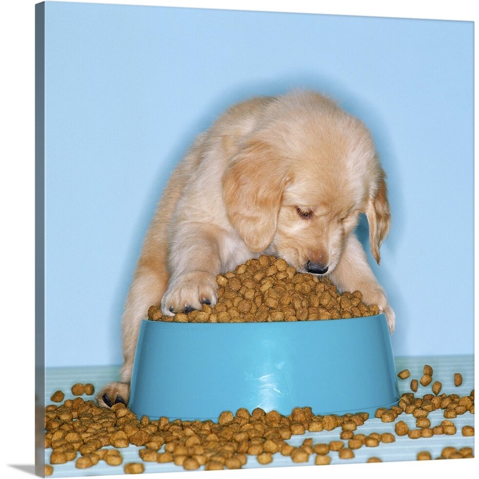 Shop Golden Retriever Puppy Eating Dog Food From An Overflowing Tray Canvas Wall Art Overstock 21003418