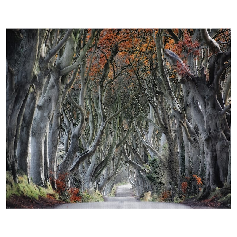 Twisted by Trevor Cole Canvas Art Print
