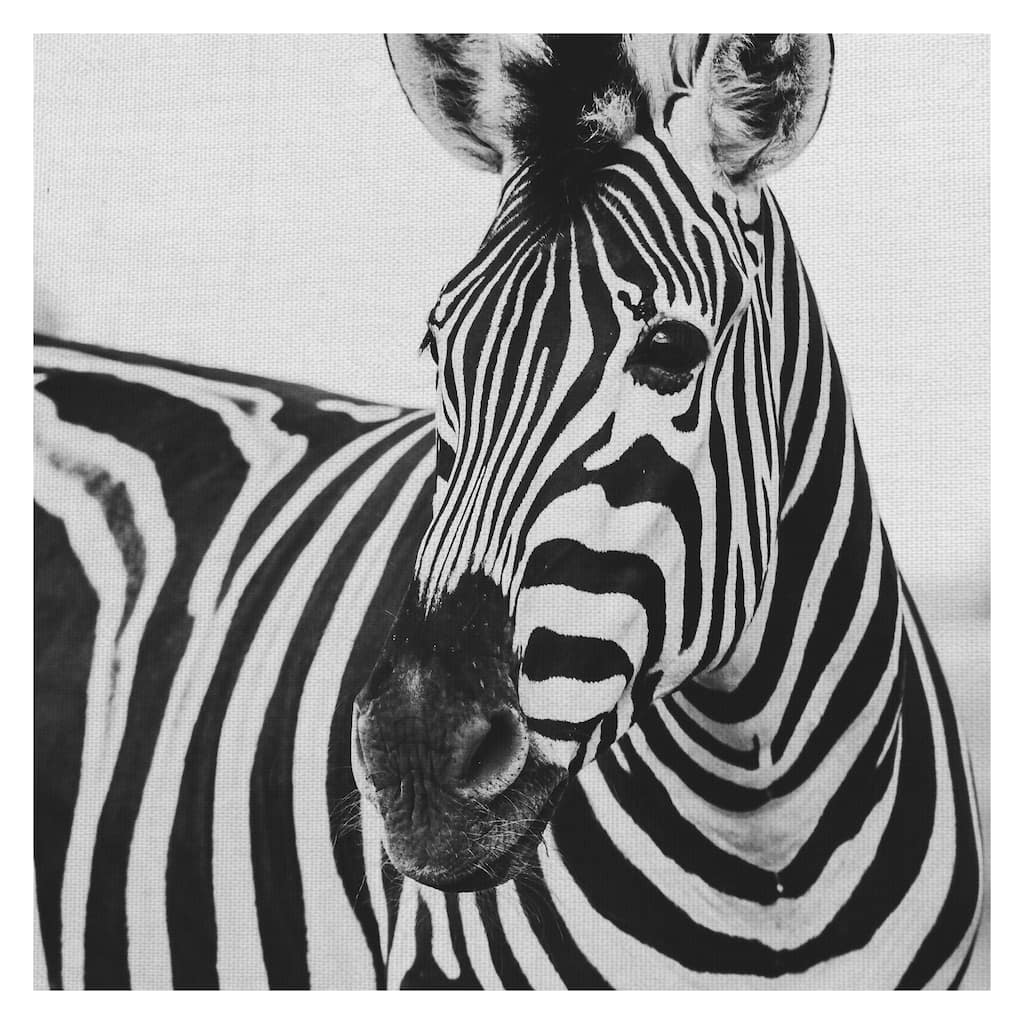 Zebra Close Up by Frida Bredesen Canvas Art Print