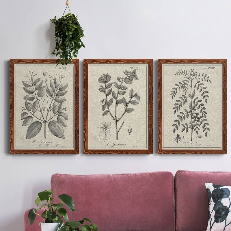 Antique Black & White Botanical VII-Premium Framed Canvas - Ready to Hang - Multi-Color