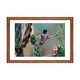preview thumbnail 10 of 13, iCanvas "Male Black-chinned Hummingbird among cholla cactus, New Mexico, USA" by Tim Fitzharris Walnut - 16x24x1