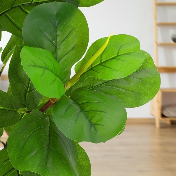 indoor ficus plants Netted Twisted Ficus (Ficus Benjamina) main image 1