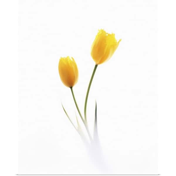 Two Yellow Flowers on White Background