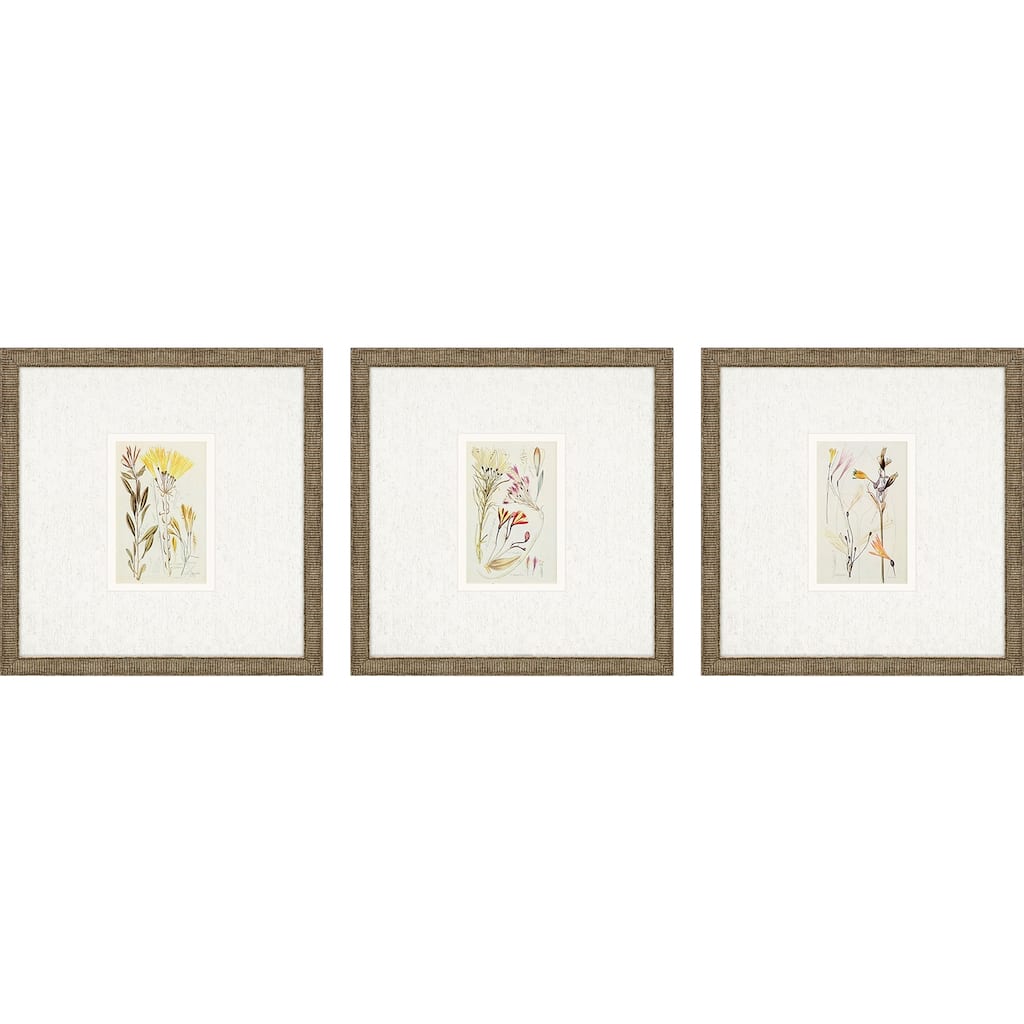 Antique Botanical II S/3 Framed Art Under Glass - Green