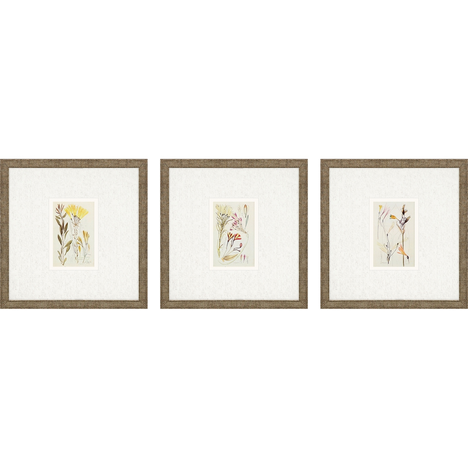 Antique Botanical II S/3 Framed Art Under Glass