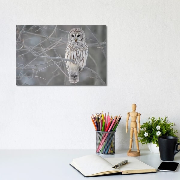 slide 2 of 4, iCanvas "Barred Owl on Branches" by Unknown Artist Canvas Print 8x12x0.75