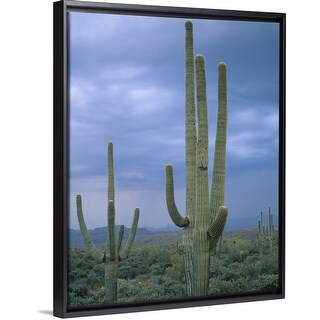 Art print POSTER CANVAS Flowering Hedgehog Cacti in the Sonoran Desert