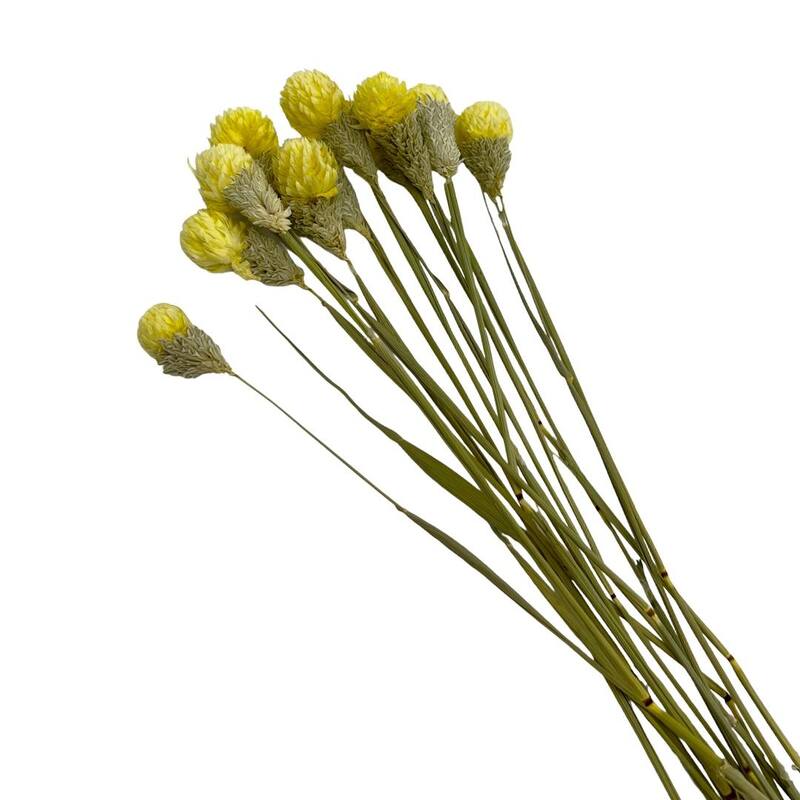 Bundle of 4 Dried Gomphrena Globosa, 22-24" long ,16 pcs/bunch - 22-24 inch