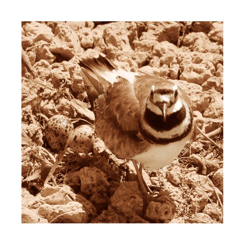 Margaret King 'Killdeer and Eggs' Canvas Art Bed Bath & Beyond 39538201