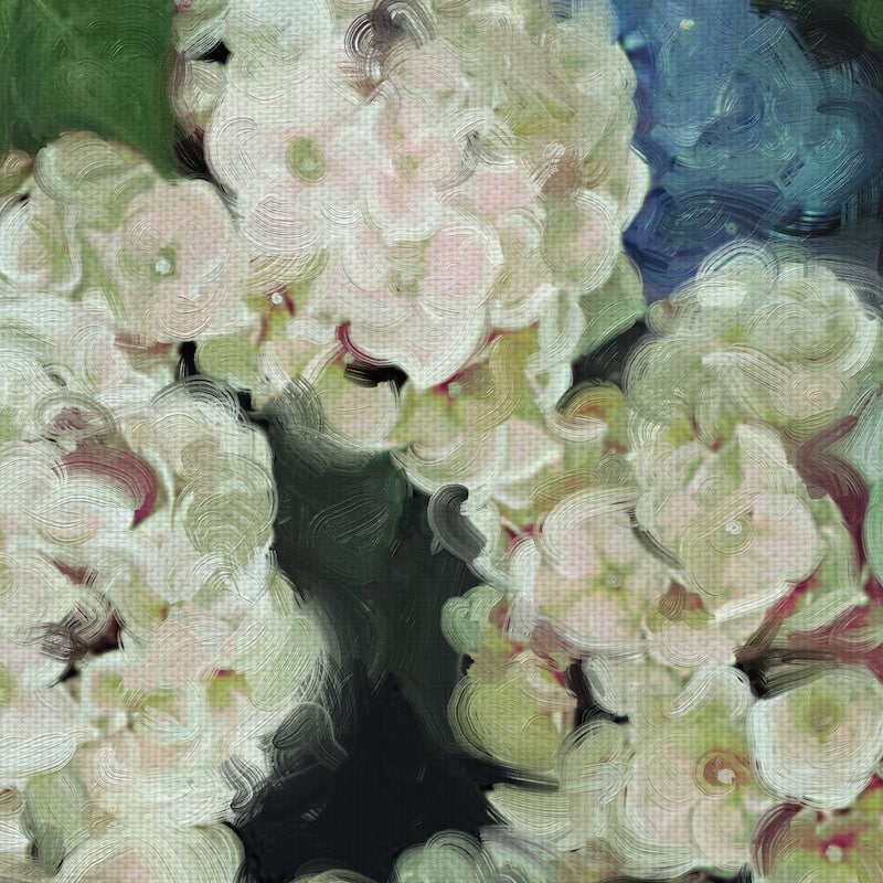 Hydrangea Garden by Studio Arts Canvas Art Print