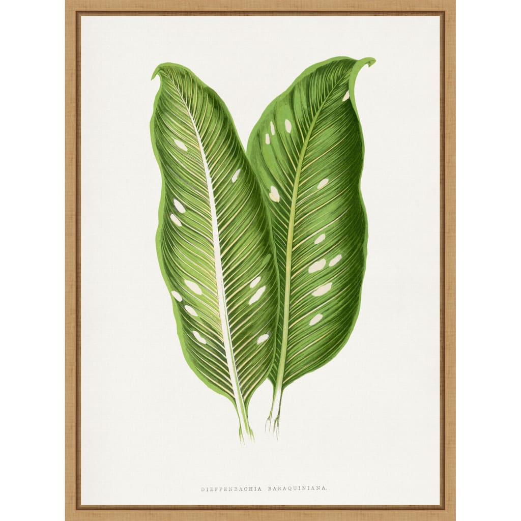 Green Dieffenbachia Baraquiniana Leaf Illustration by Les Plantes a Framed Canvas Wall Art Print