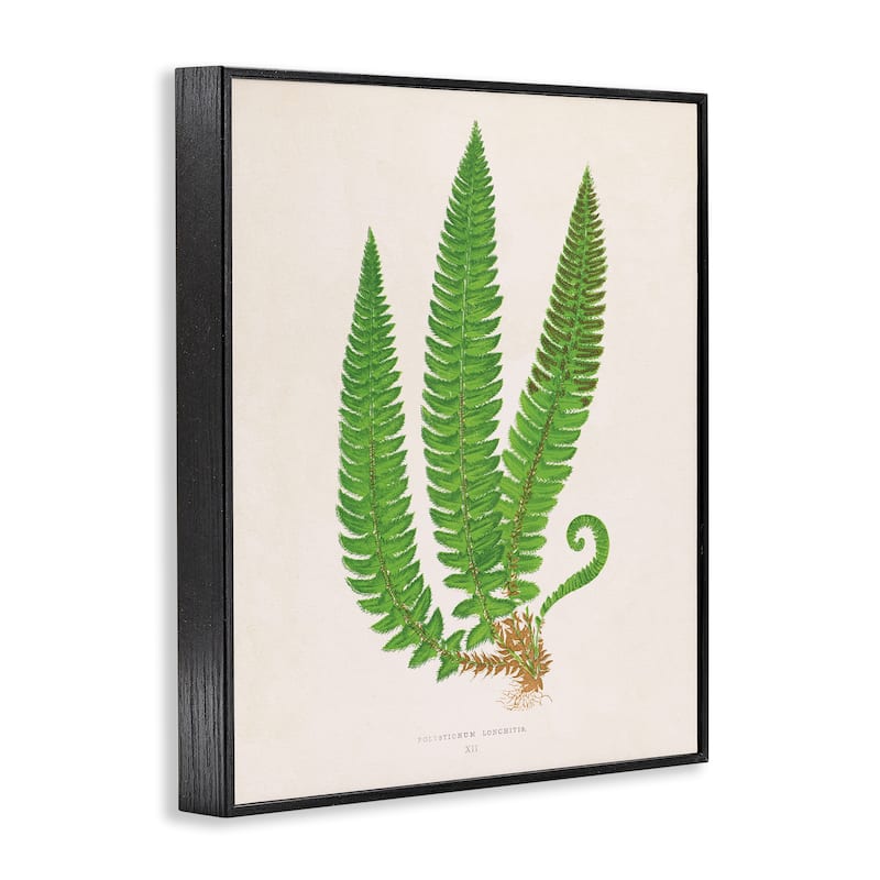 Stupell Natural Fern Branch Trio Framed Giclee Art Design By Phillipa Katz